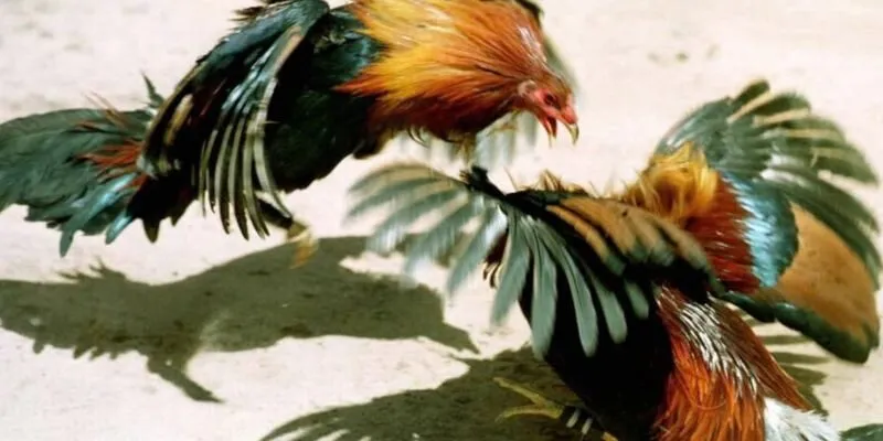 Cách tham gia nhanh gọn