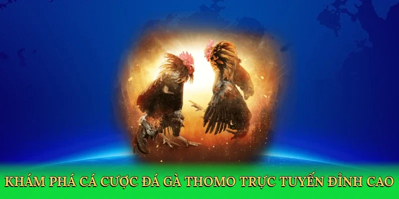 Khám phá cá cược Đá gà Thomo trực tuyến đỉnh cao